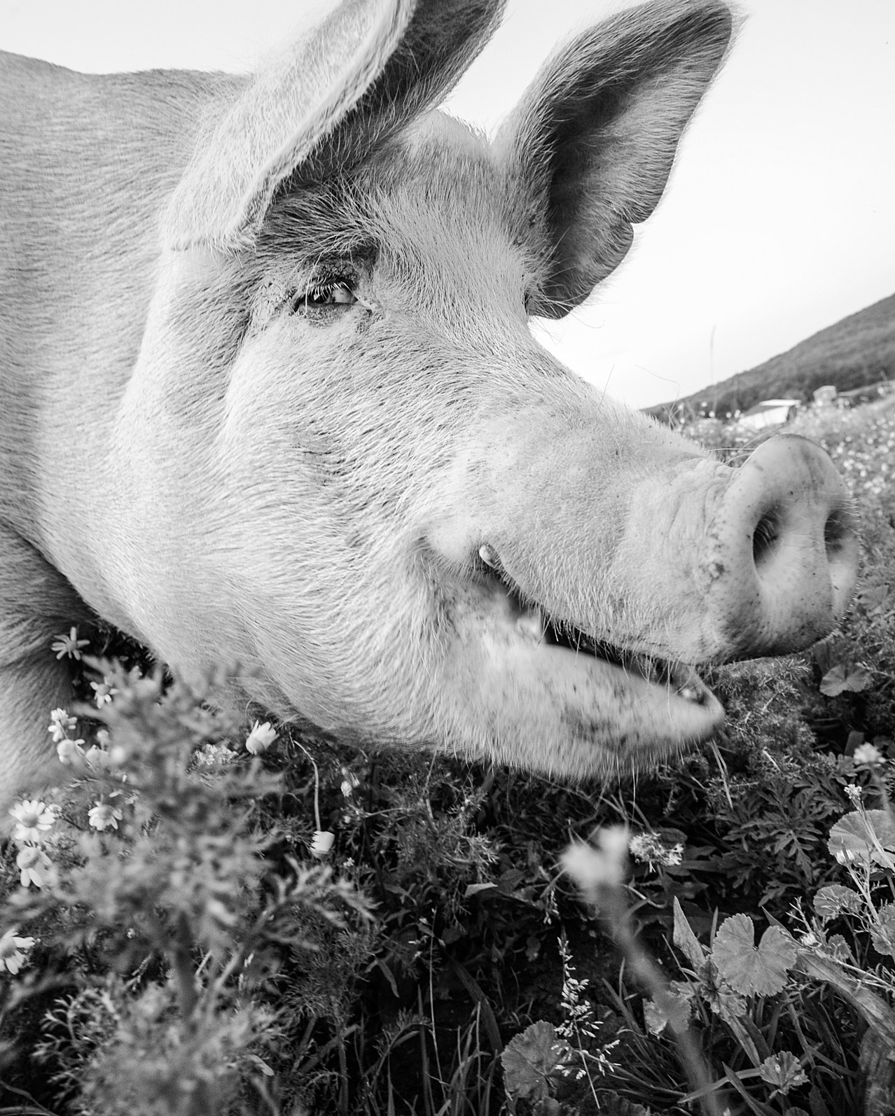 A close-up photograph of a pig in a field. The pig is looking at the camera lens. 