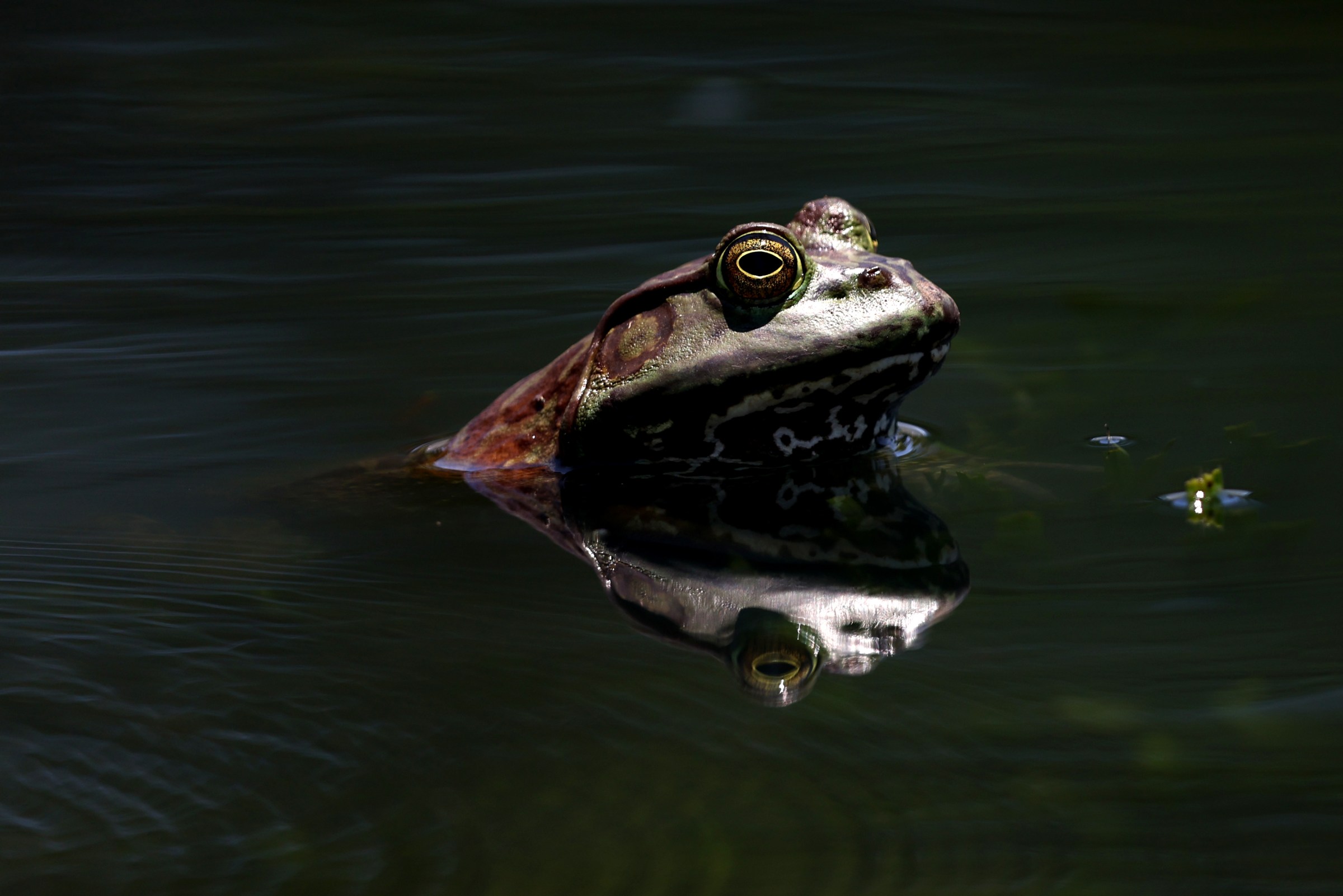 An American bullfrog sticks its head out of the water, showcasing its large mouth and striking eyes.