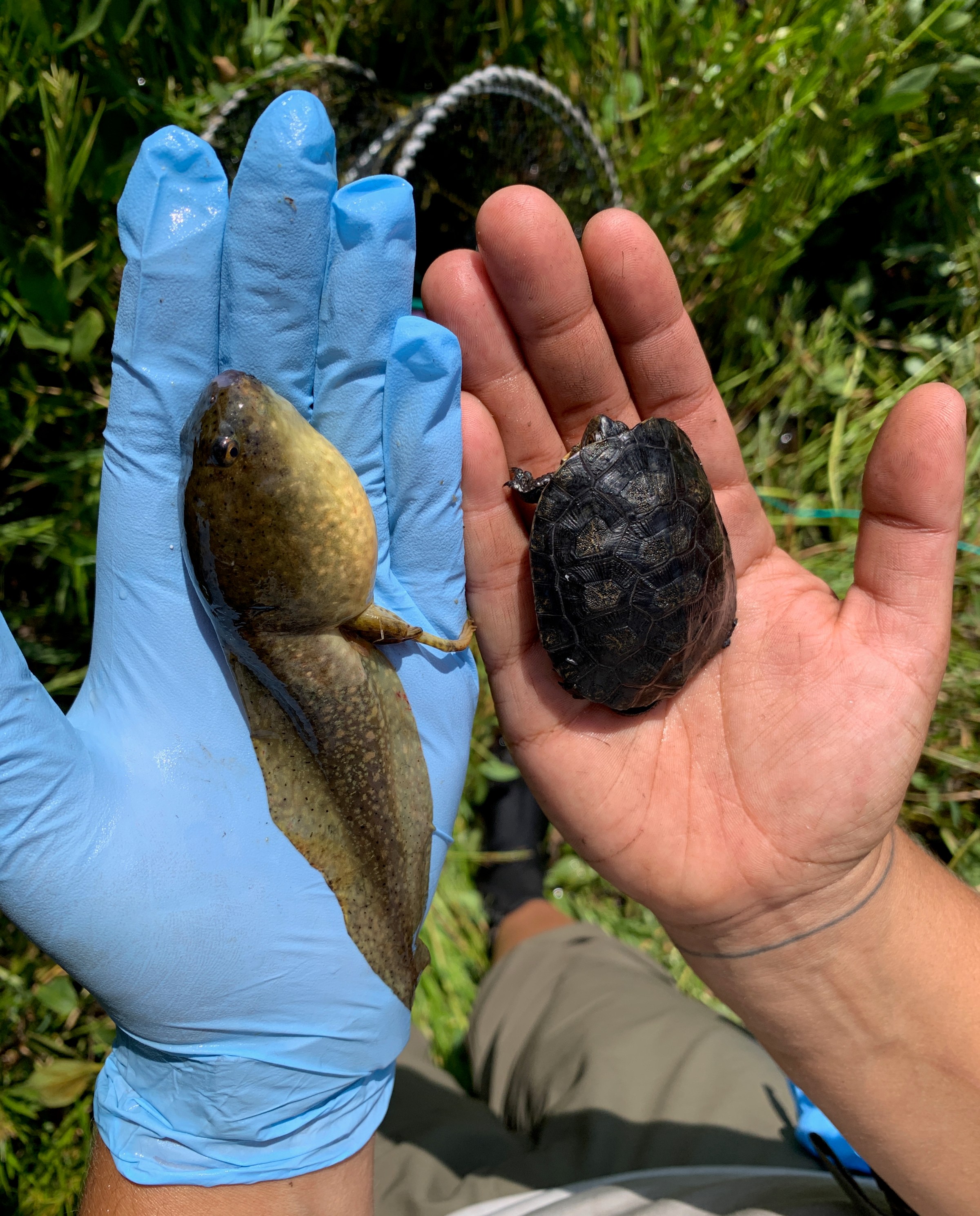 An American bullfrog tadpole next to a juvenile northwestern pond turtle.