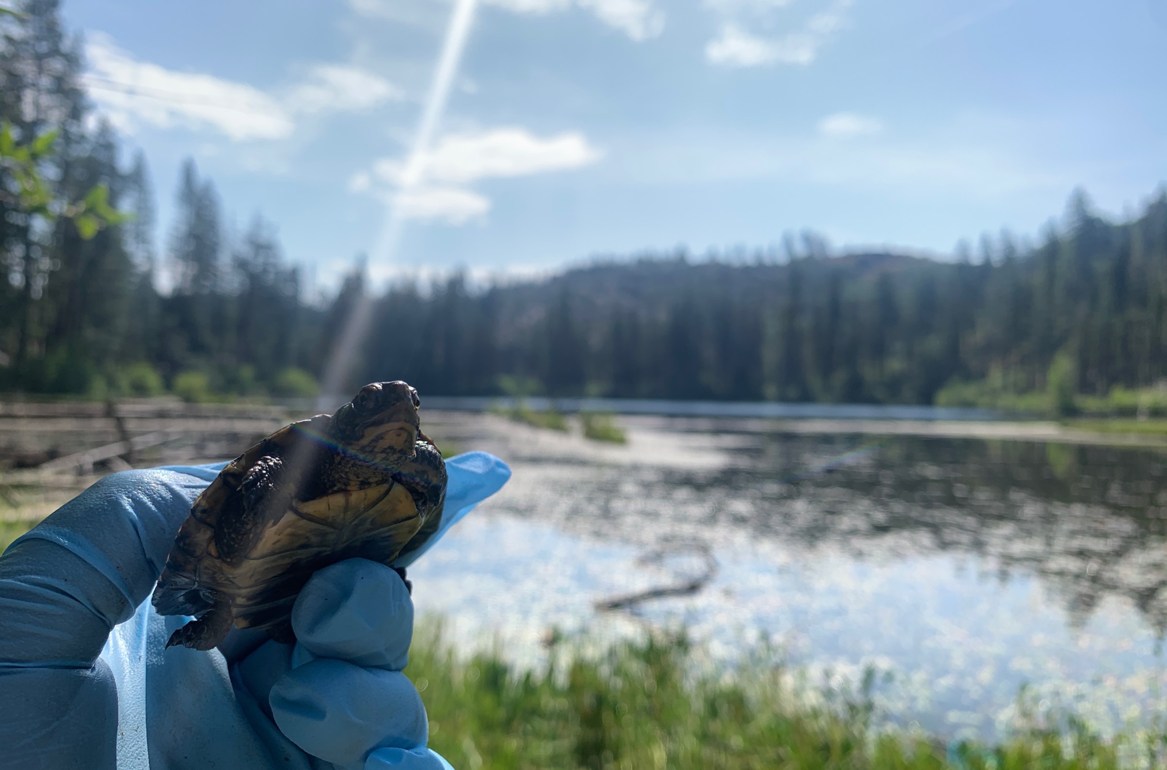 A northwestern pond turtle in Yosemite National Park.