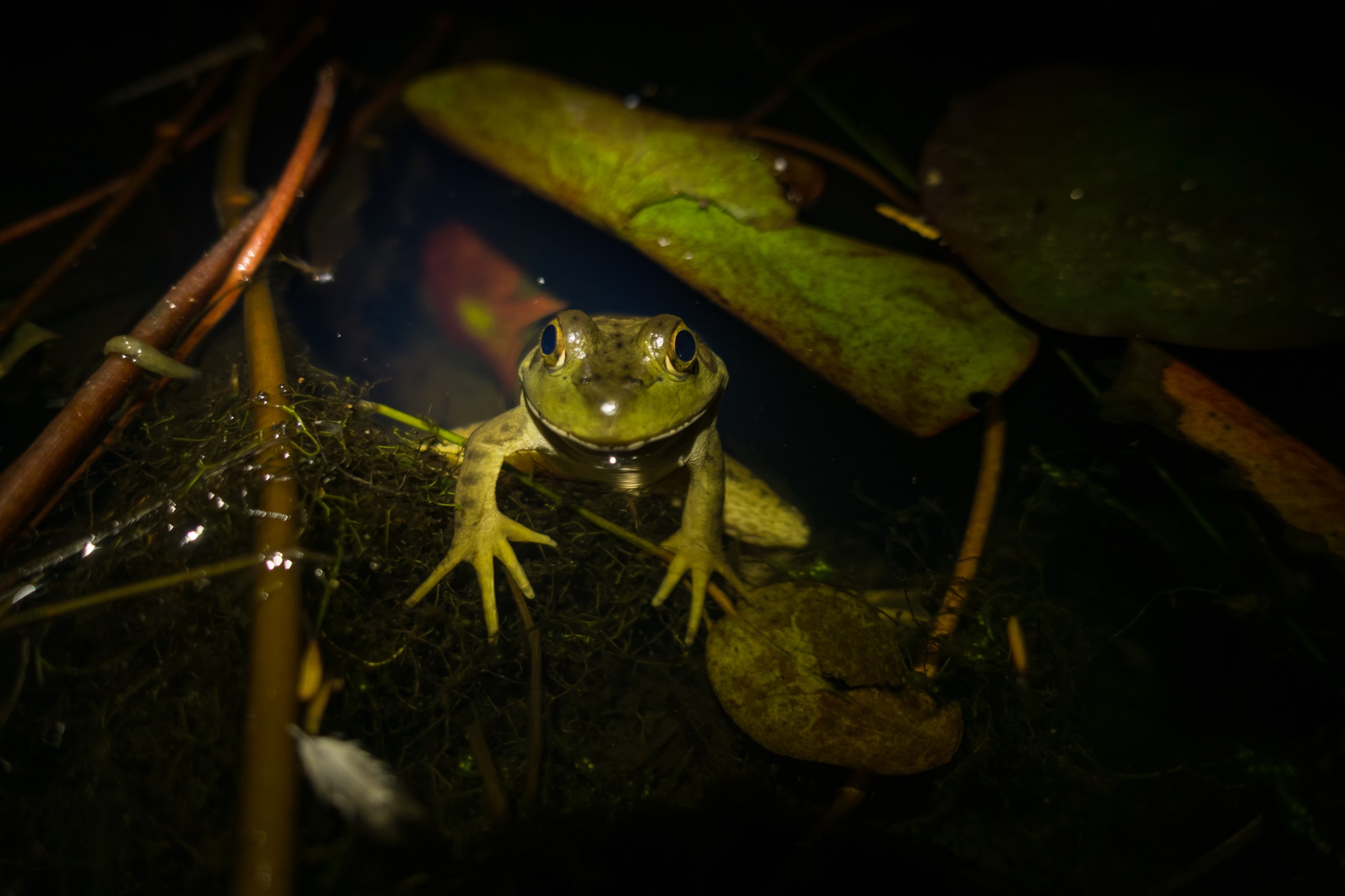 An American bullfrog in Yosemite National Park.