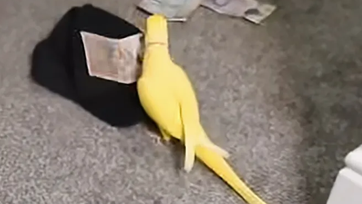 Parrot snitches on drug deal