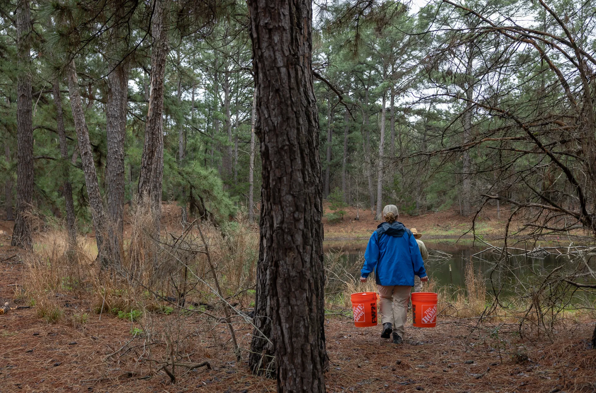 Diane Barber, in a blue jacket, carries buckets of Houston toad eggs toward a pond, surrounded by trees and underbrush.