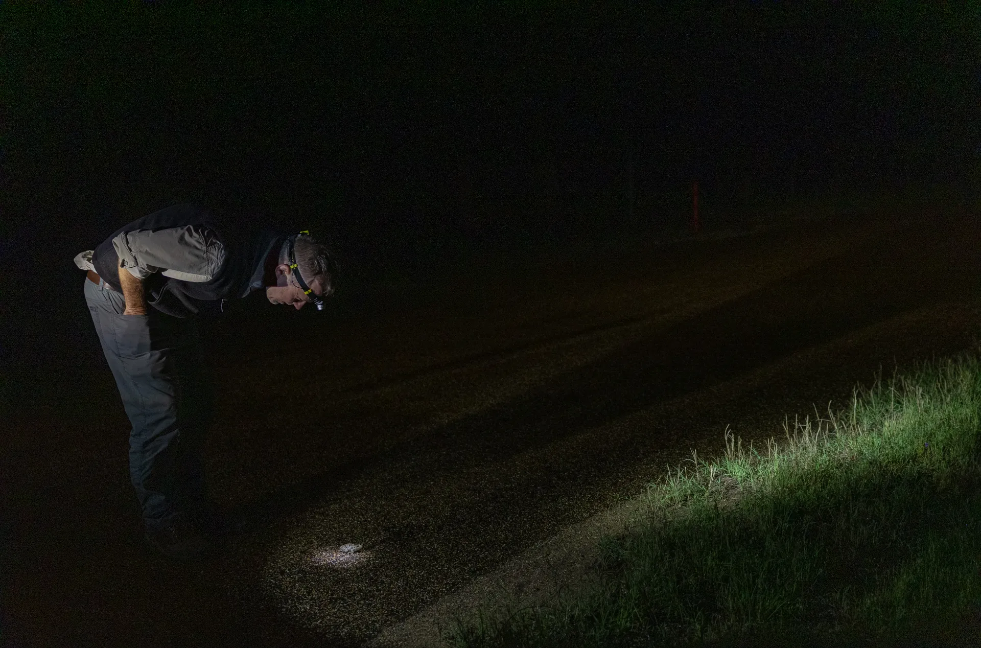 A man with a headlamp on examines a toad on the road in the darkened night. 