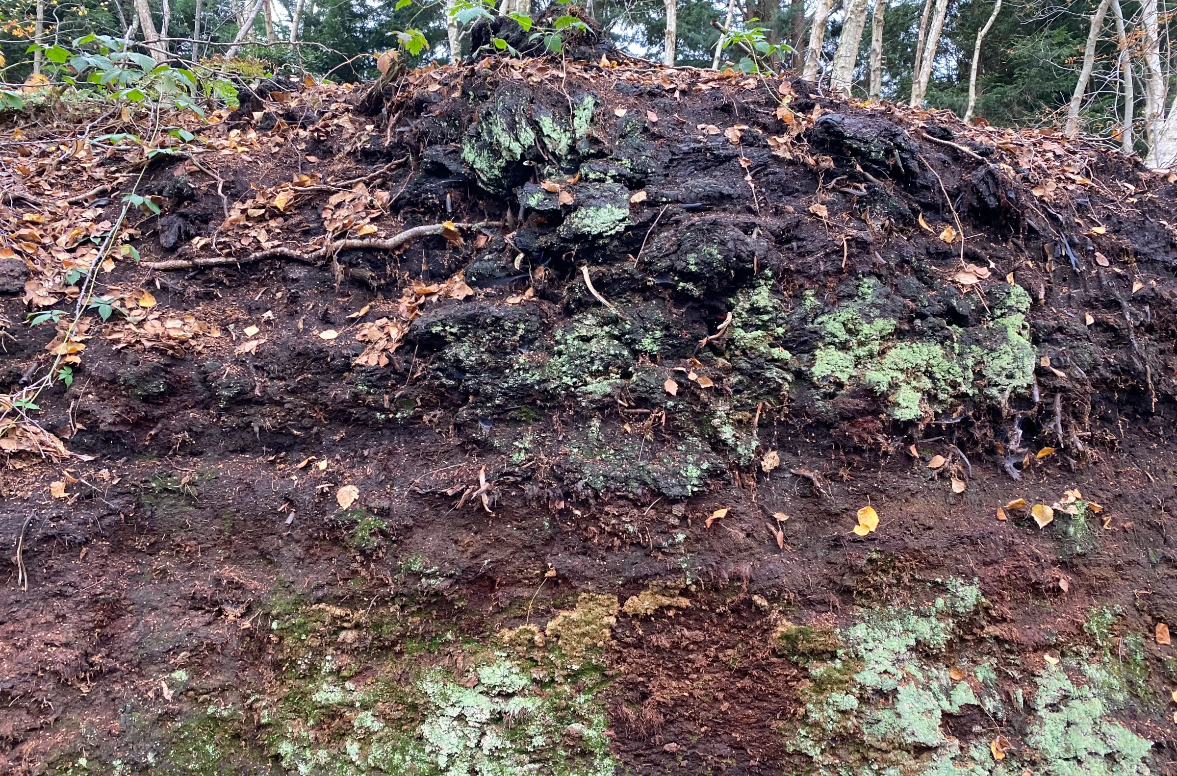 Layers of peat can build up many feet high.