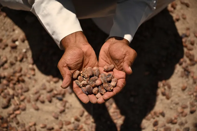 A man holds a handful of spoiled dates in the farm of Iraqi farmer Zuleikha 