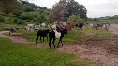 Zeinab Mohammed Salih A heard of cows is walking away from the camera in a green landscape towards a muddy track.