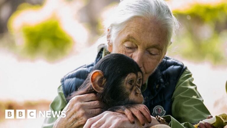 Conservationist Dame Jane Doodall dies aged 91