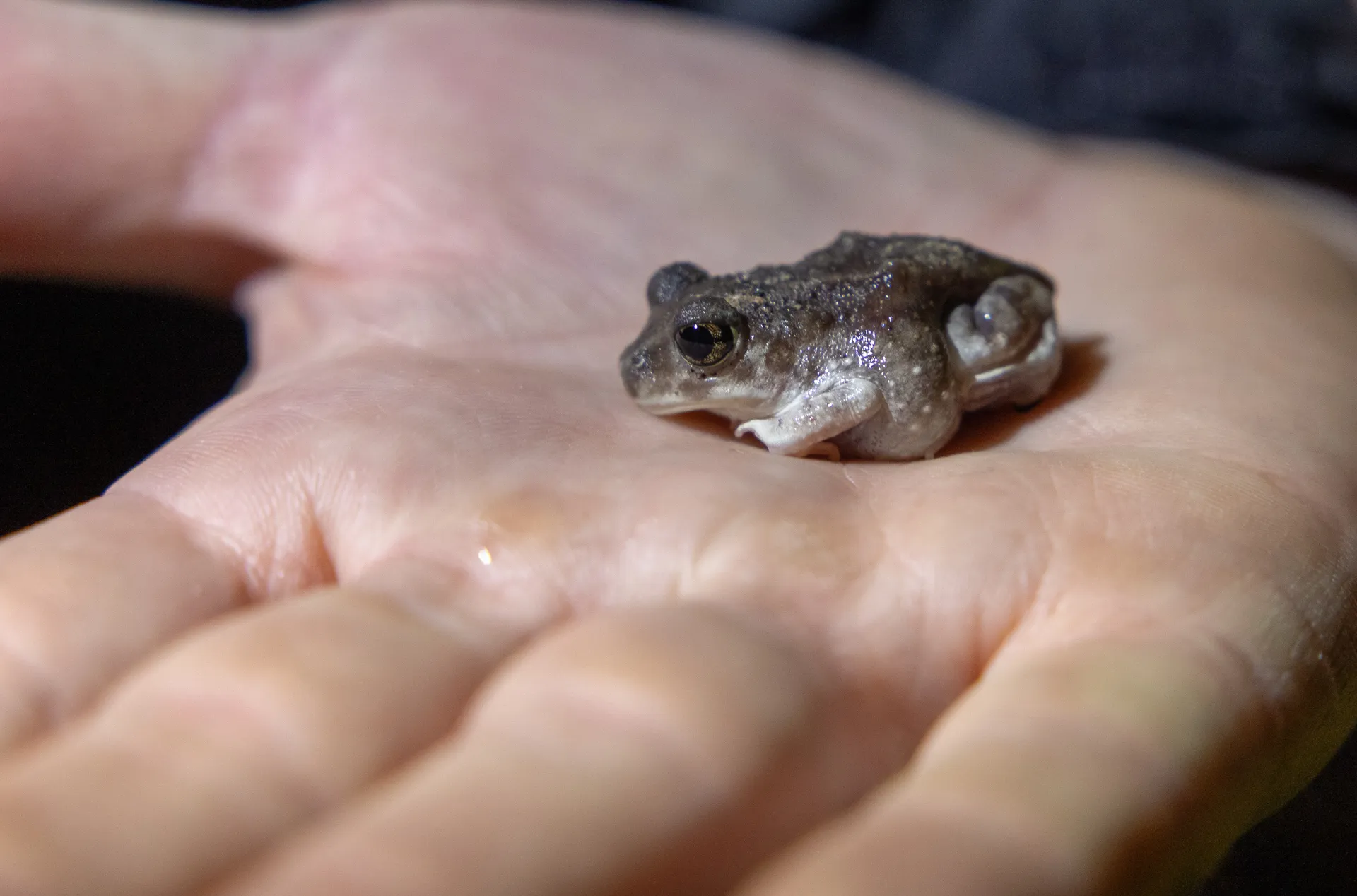 Close-up image of a spadefoot toad 