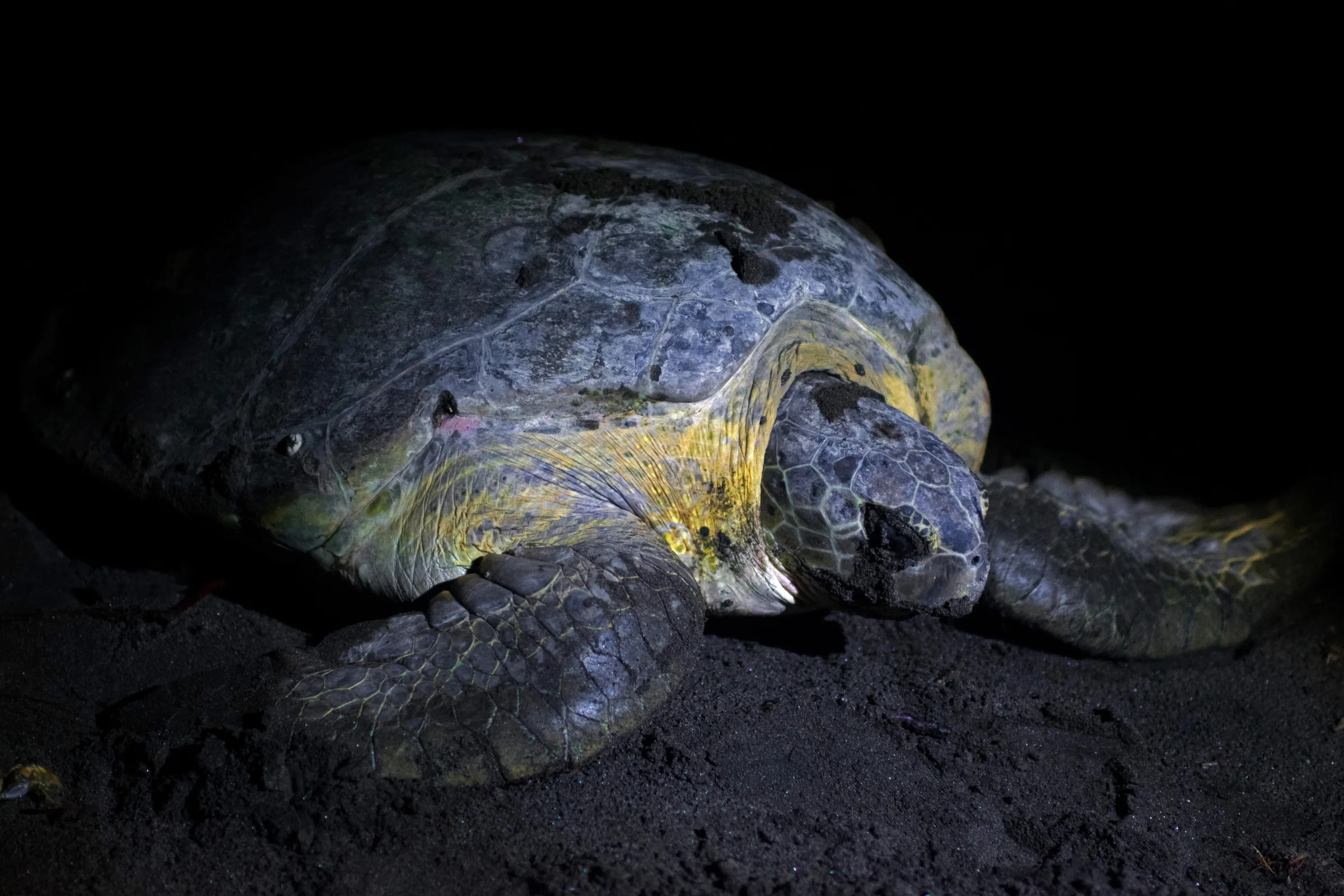 Close up of a green sea turtle