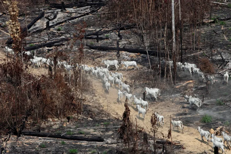 Cattle walk through a burned-out stretch of the Amazon rainforest.