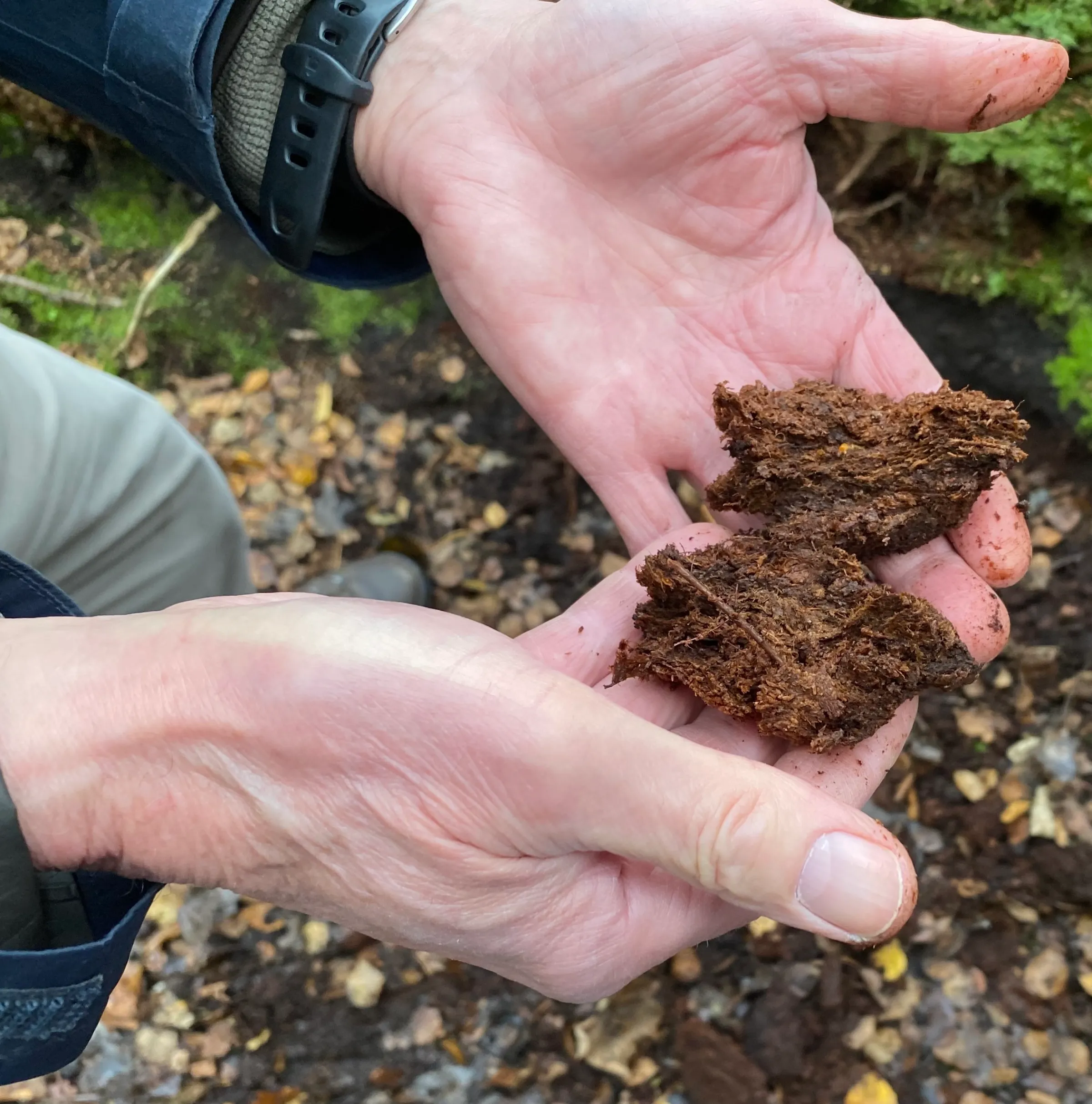 A pair of hands holding lumps of peat, which looks like dirt.