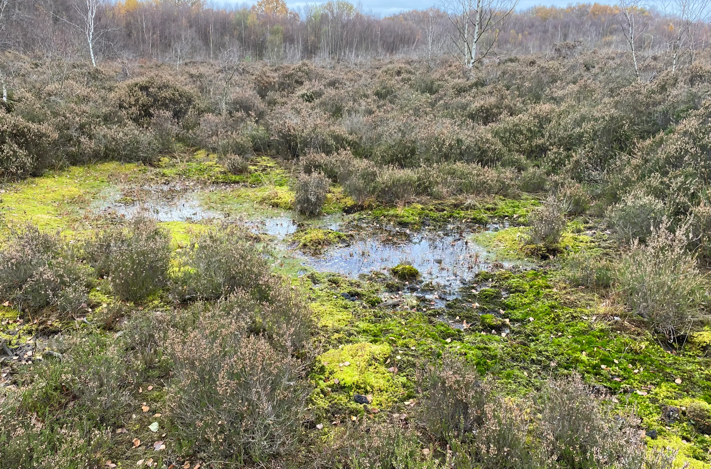 Bright green sphagnum moss growing in Lindow Moss, a bog in Wilmslow, England.