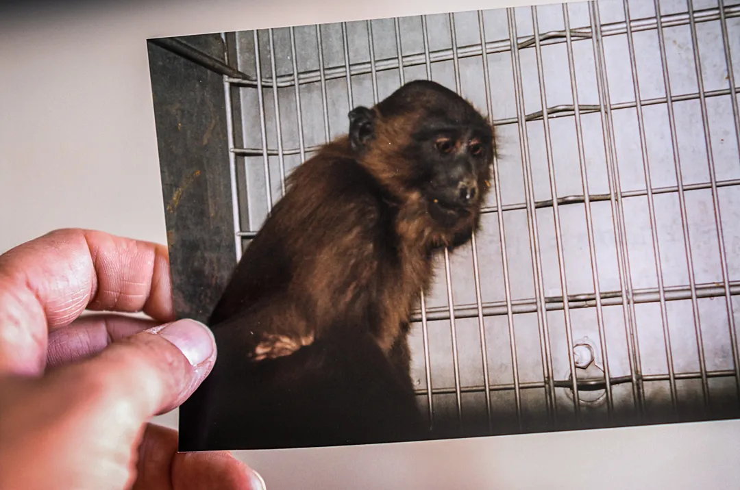 A photograph, held by a human hand, showing a chimpanzee looking ill inside a metal cage.