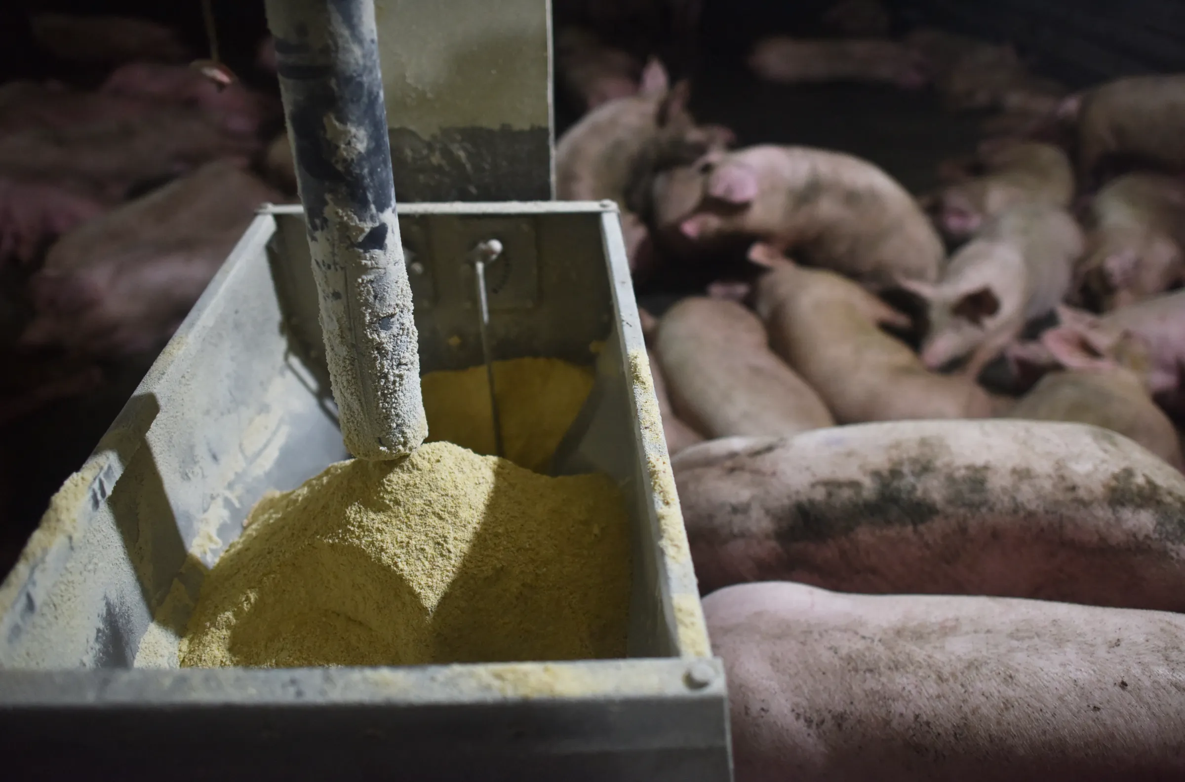 A close-up, dimly lit shot of a dusty metal feeder being filled with yellow ground feed from an overhead pipe. In the blurry background, a large group of pigs are crowded together in a pen.