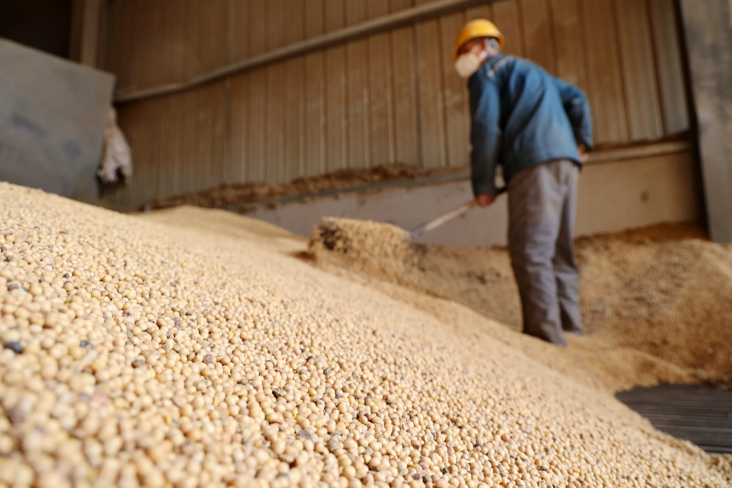 A low-angle, close-up shot focuses on a massive pile of harvested soybeans filling the frame. In the blurry background, a worker wearing a yellow hard hat, mask, and blue jacket uses a shovel to move the soybeans inside a large storage warehouse.