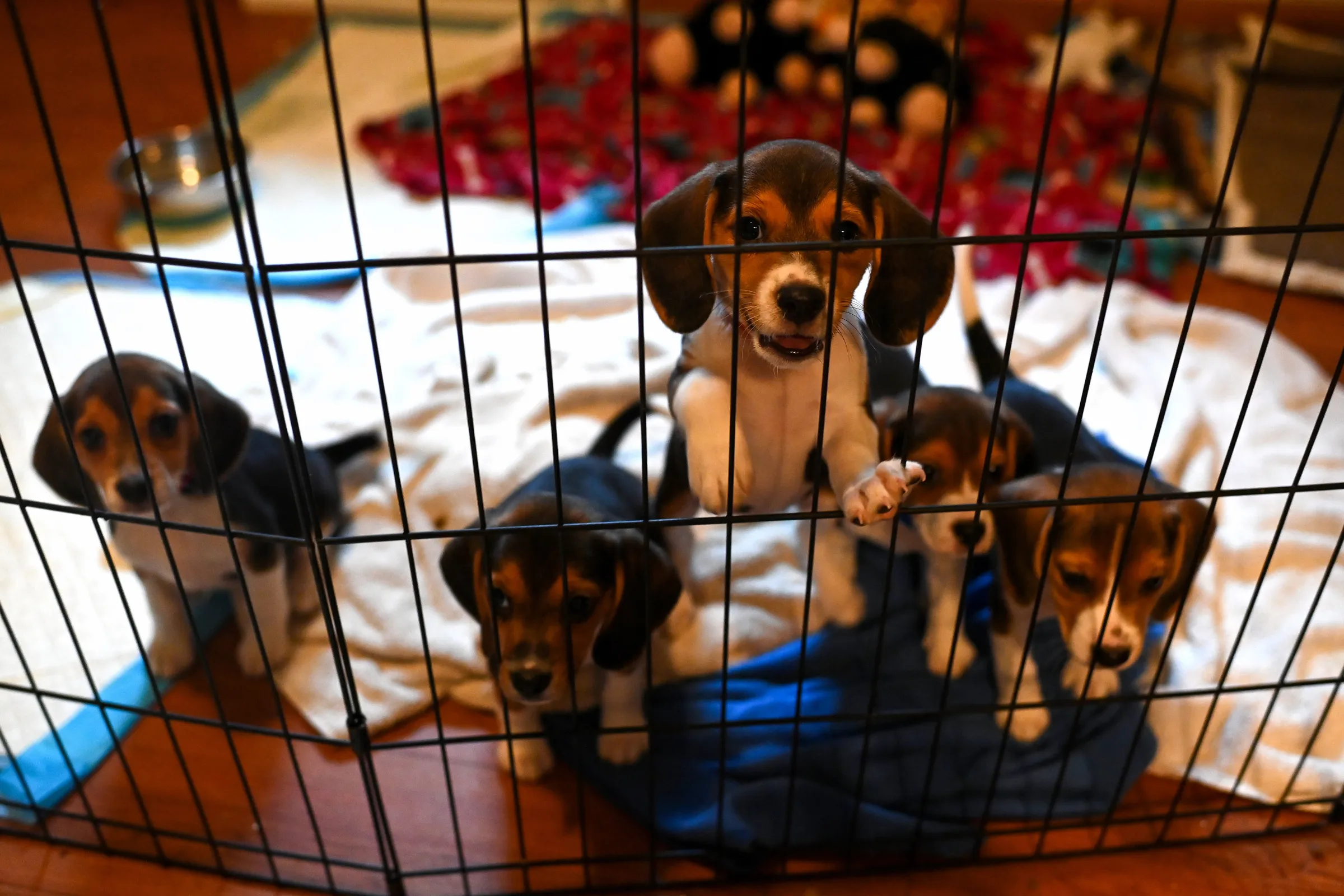Five beagle puppies in a wire playpen on blankets; one stands with paws on the bars, with a bowl and toys in the background.