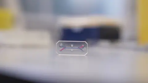 Kevin Church/BBC News A small, transparent rectangular device sits on a laboratory surface, centered in the image. The device contains a few tiny channels and colored lines, showing a simple microfluidic structure inside. The background is blurred, indicating the photo was taken in a scientific or clinical environment, but the focus is entirely on the chip. This object is likely an "organ-on-a-chip" model, designed for biological or medical research, mimicking certain functions of human organs.