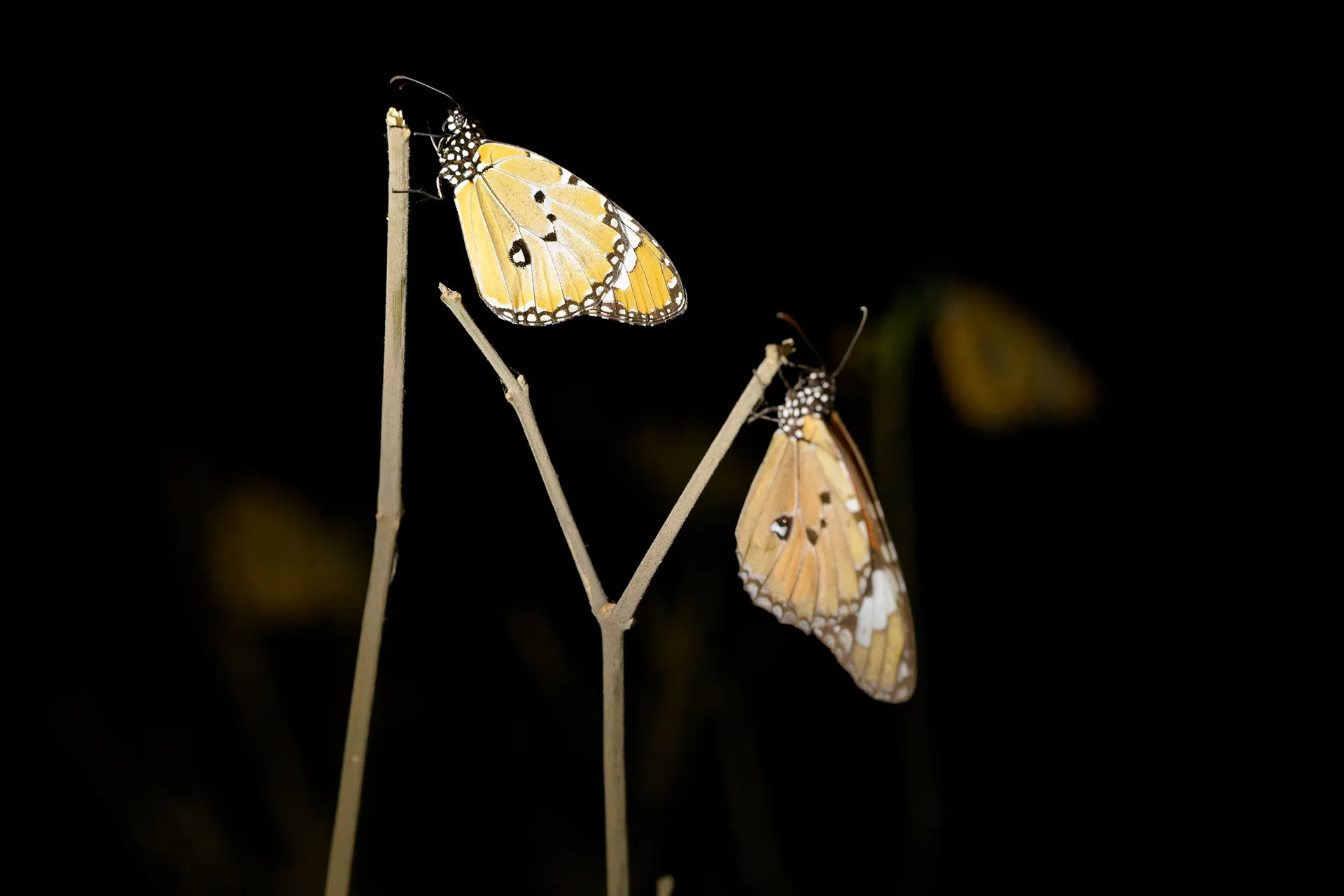 Two butterlies at night, resting on small branches