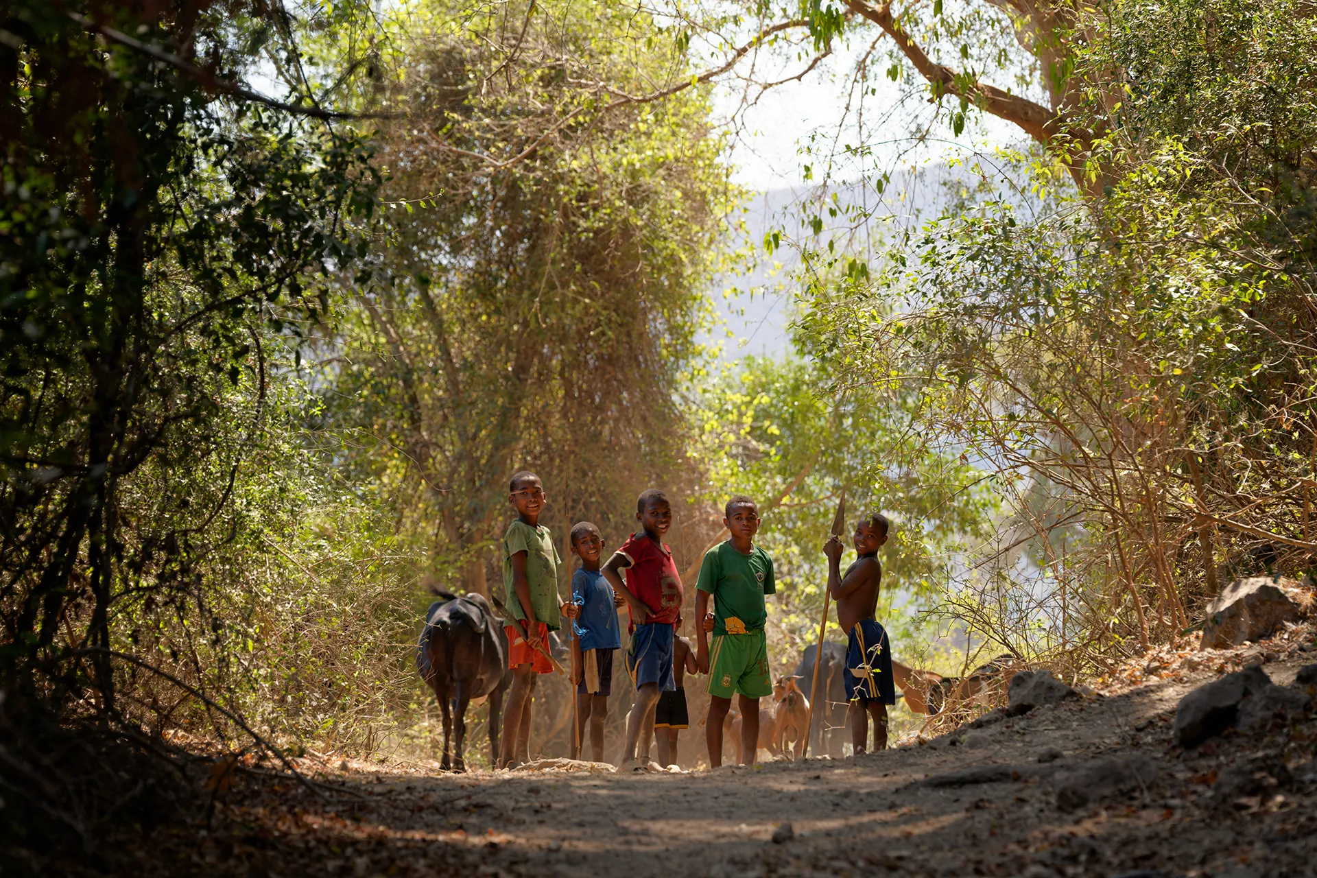 Young boys lead cattle along the road in Amoron’i Onilahy.