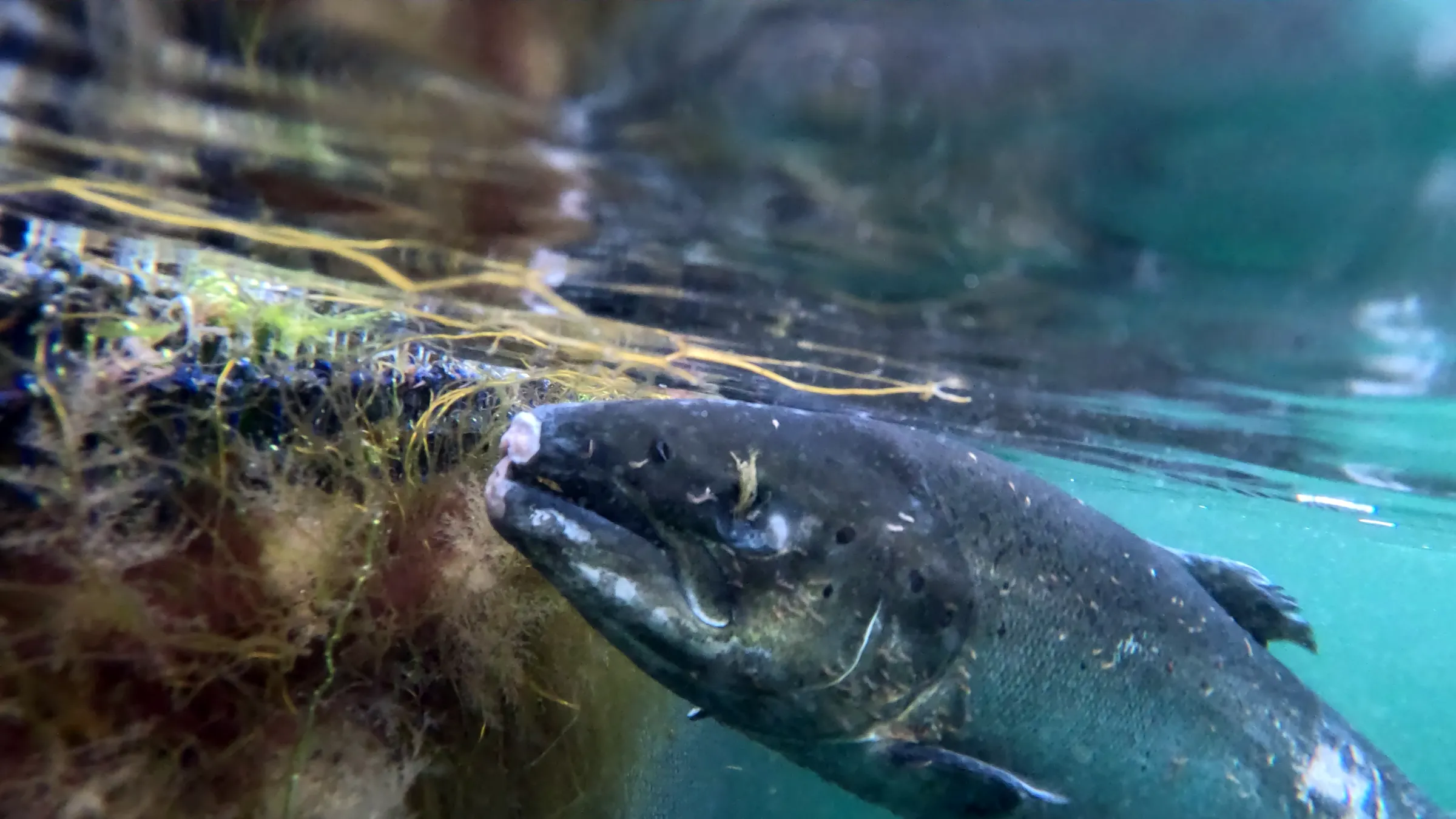 A close-up of a salmon underwater, covered in small sea lice.