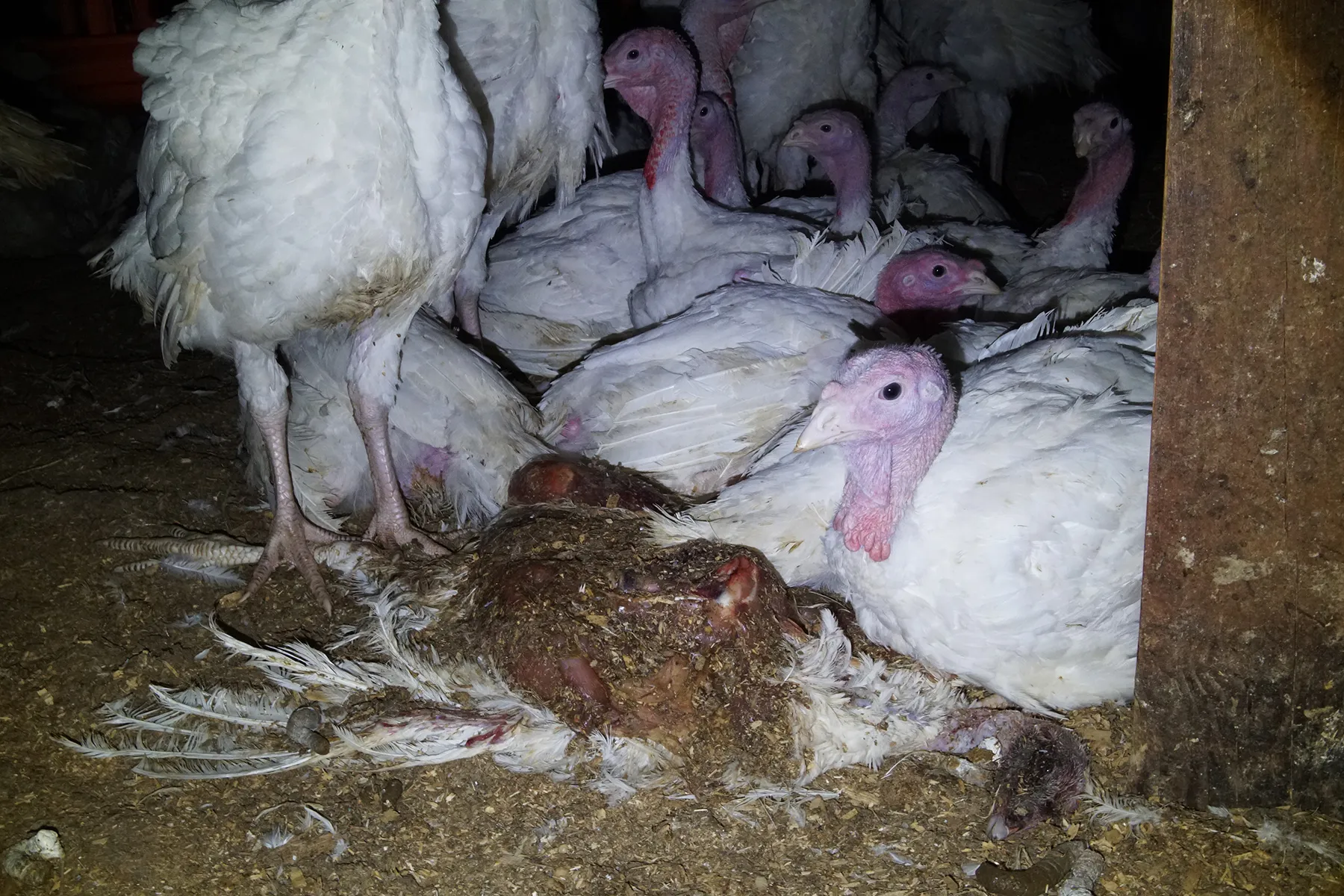 A rotting bird at the Jennie-O turkey farm.