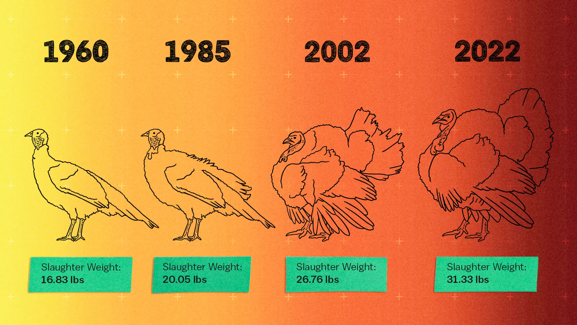 Turkeys have been bred to grow twice as fast and become nearly twice as big as they did in the 1960s.