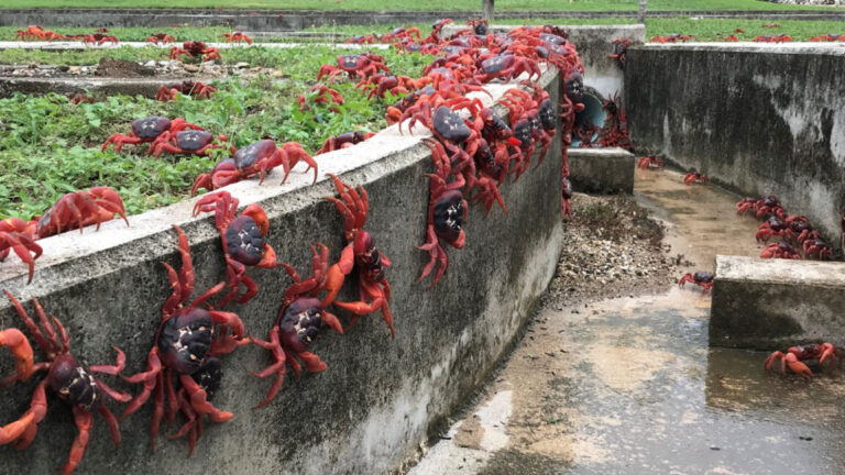 Google plans secret AI military outpost on tiny island overrun by crabs