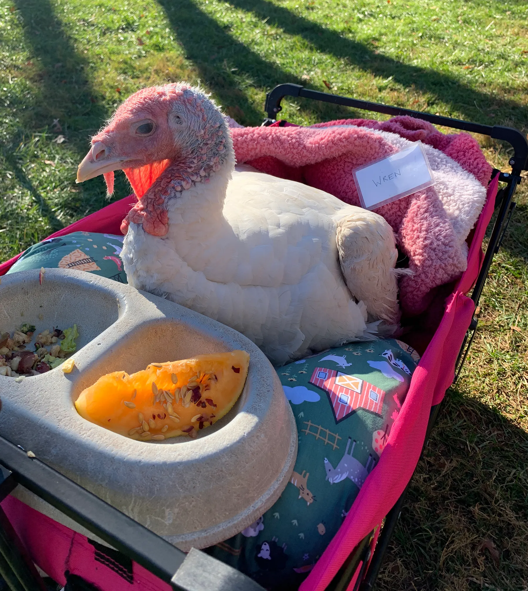 Wren was rescued from a factory farm and now lives at Poplar Spring Animal Sanctuary in Poolesville, Maryland. She must be carted around because she has difficulty walking.