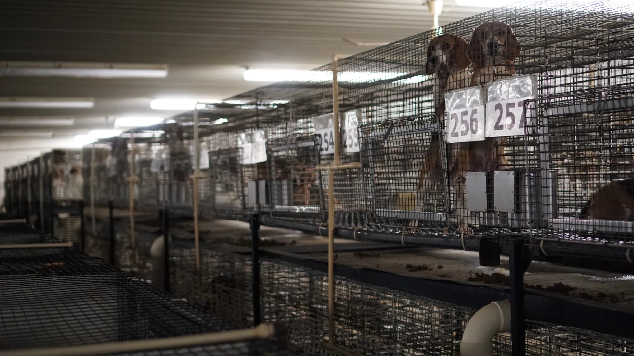 Long rows of stacked wire dog cages in a dim industrial room; two beagles stand in cages labeled “256” and “257,” with feces collecting on the belt beneath.