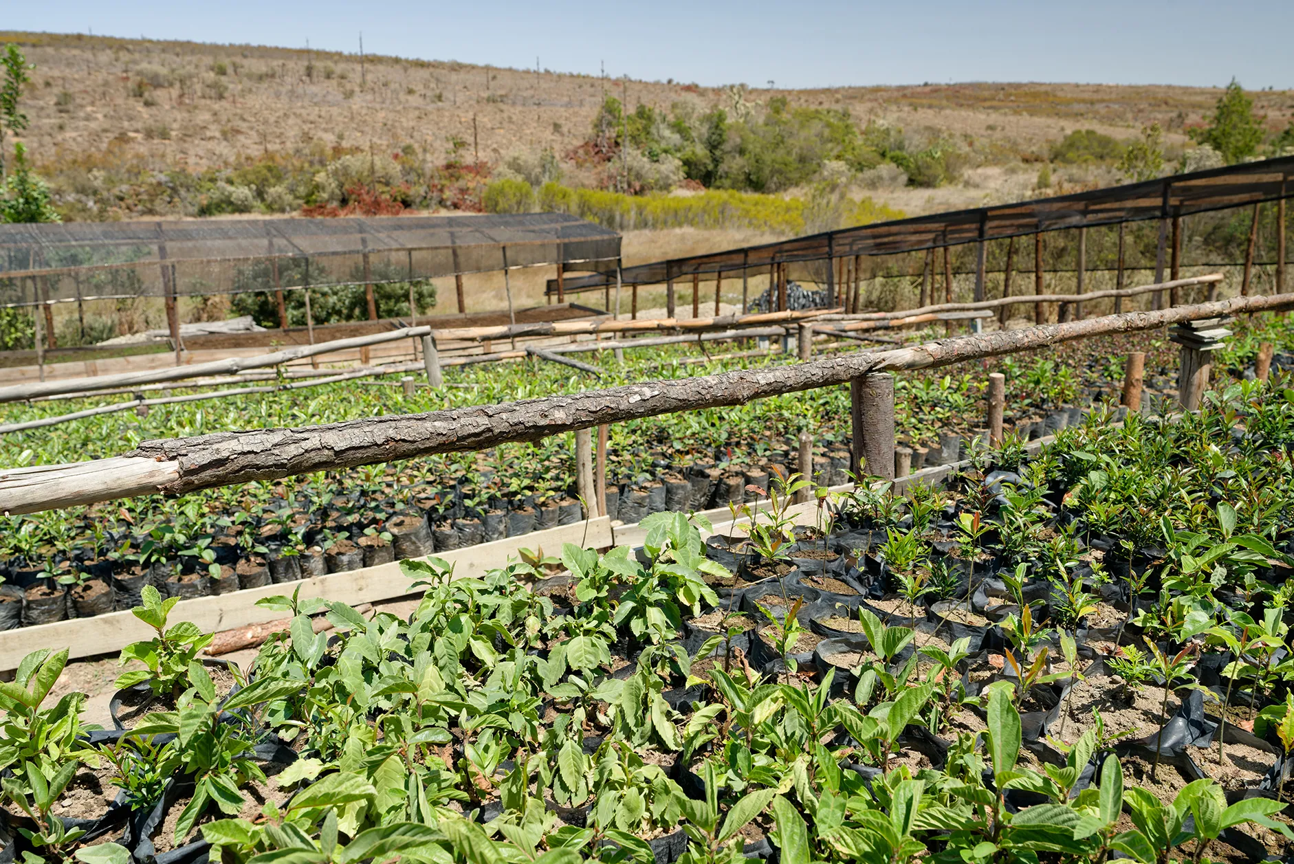 A tree nursery with a wooden fence surrounding it