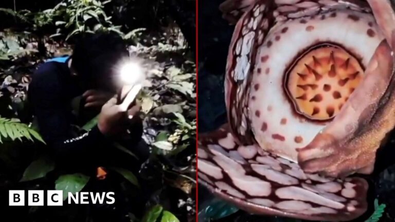Moment researcher finds rare flower after 13-year search