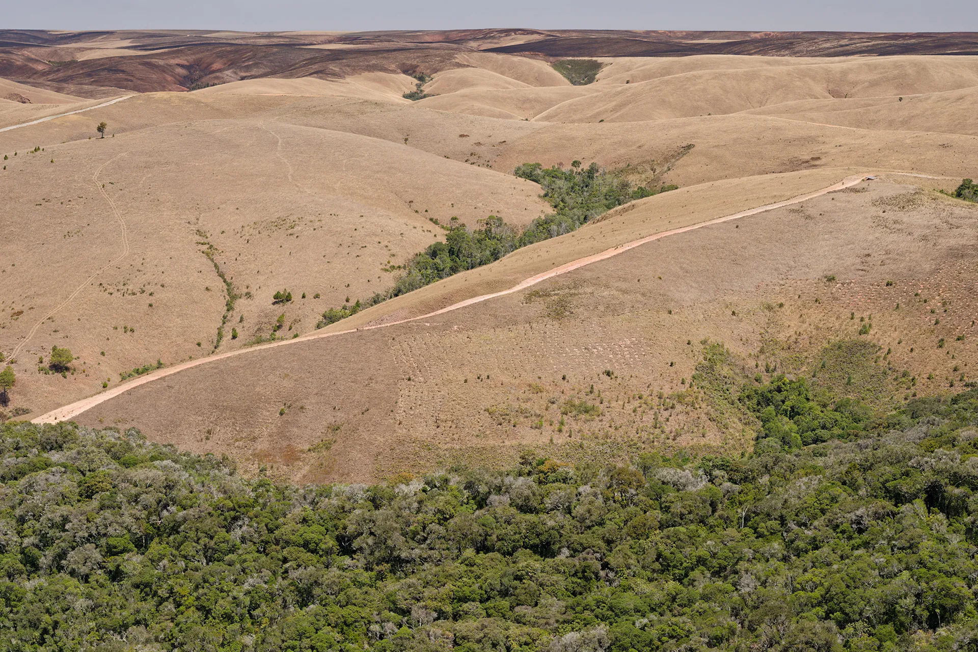 A forest’s edge seen from above, with green trees abruptly becoming brown grassland.