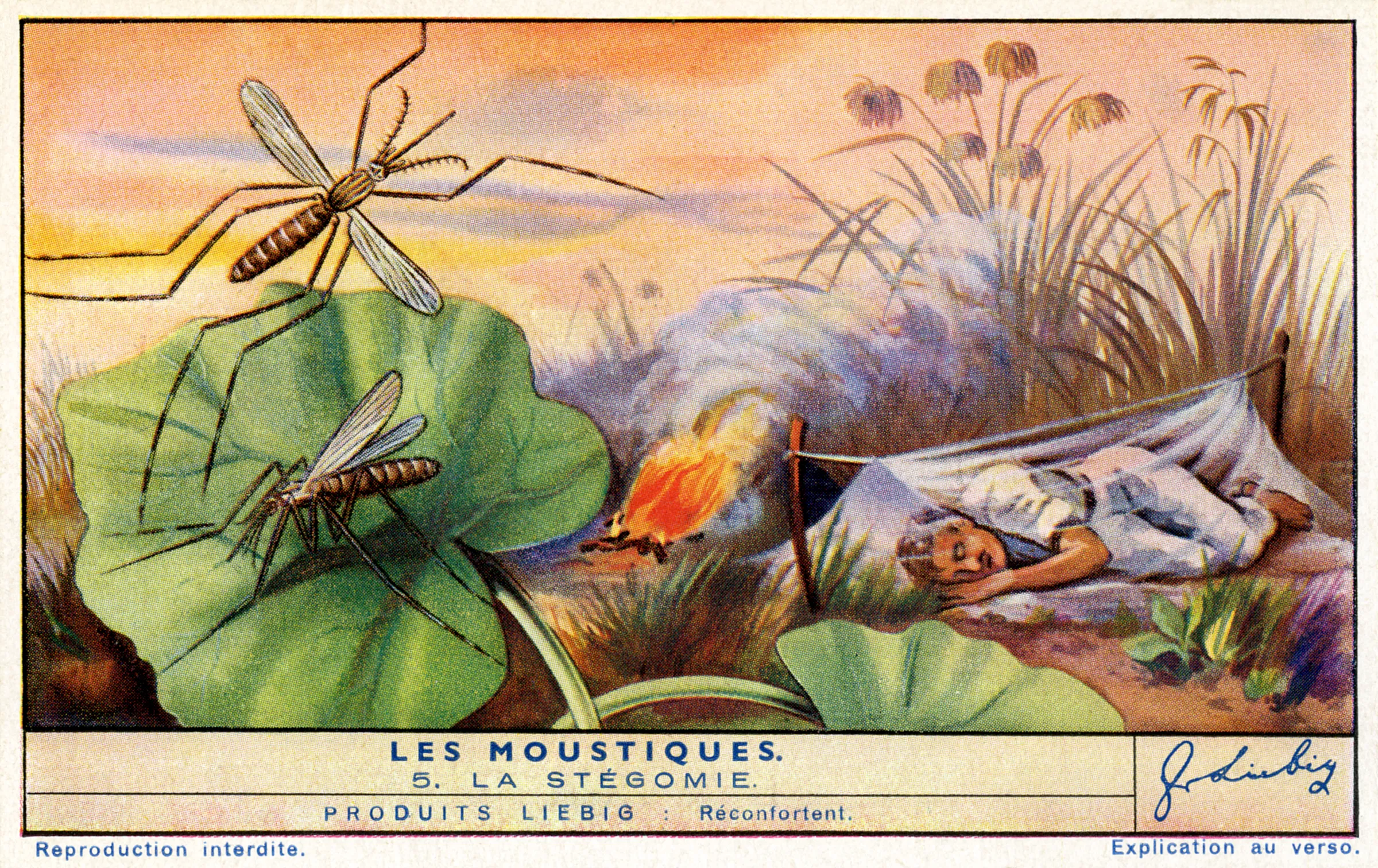 Scenery image of a mosquito