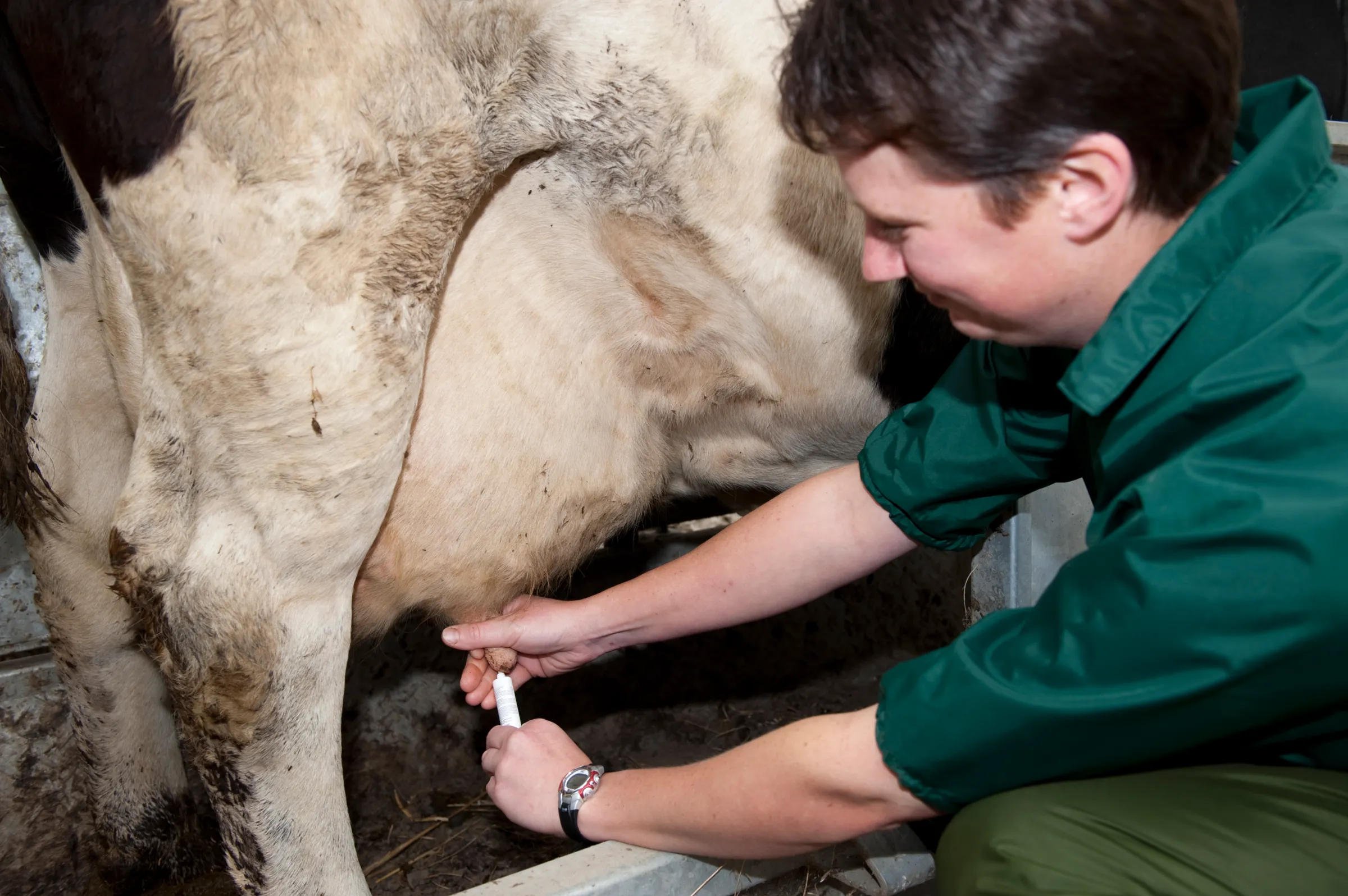 A veterinarian administers an antibiotic to a dairy cow.