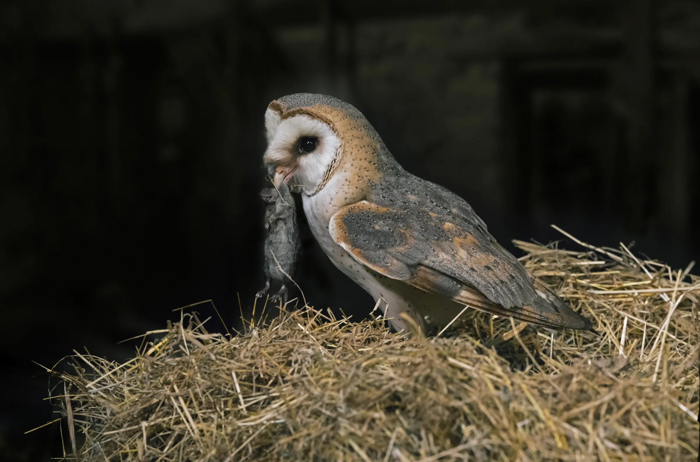 Many farmers use barn owls to control mice and other rodents.