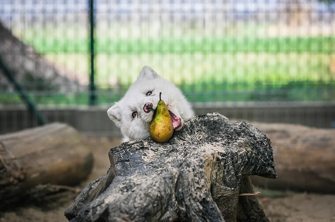 A white fox bites at a pear resting on a tree stump.