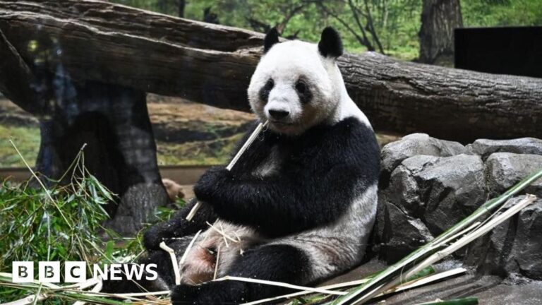 Japan returns pandas to China amid strained ties