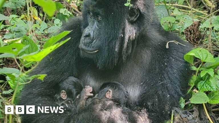 Rare mountain gorilla twins born in DR Congo’s Virunga National Park