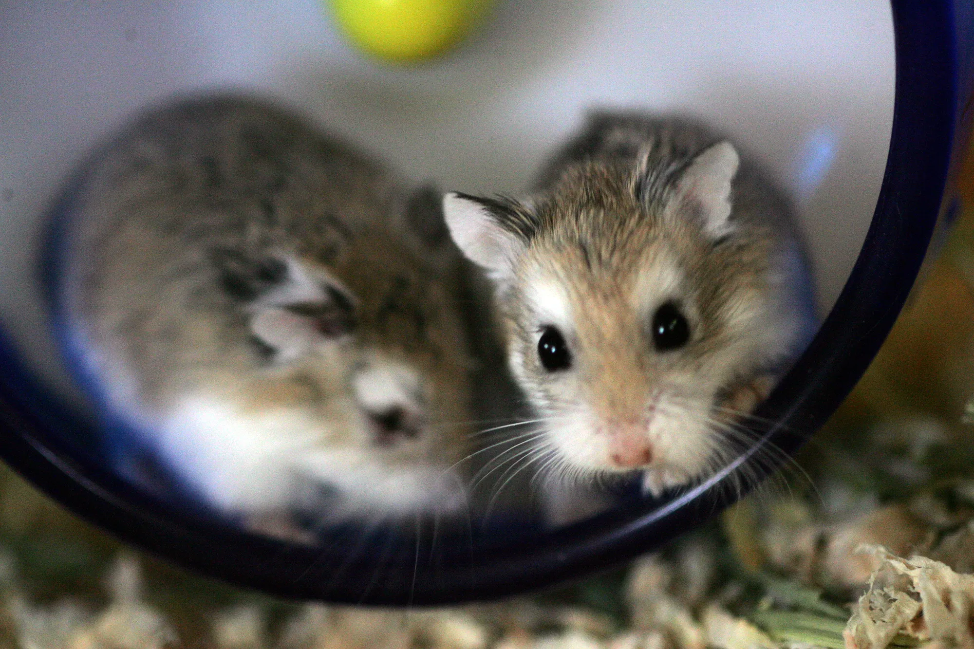 A close-up shot of two hamsters in an exercise wheel. One is looking at the camera, the other is looking away. 