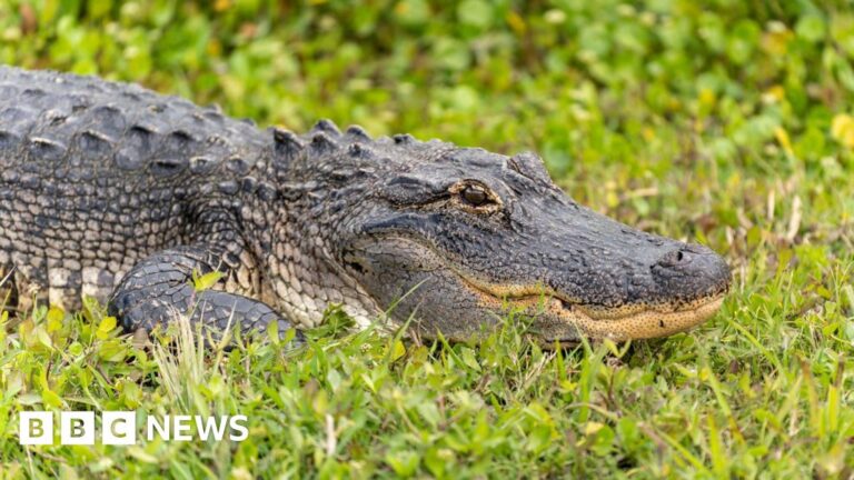 Fisherman fleeing elephants killed by crocodile in Zambia