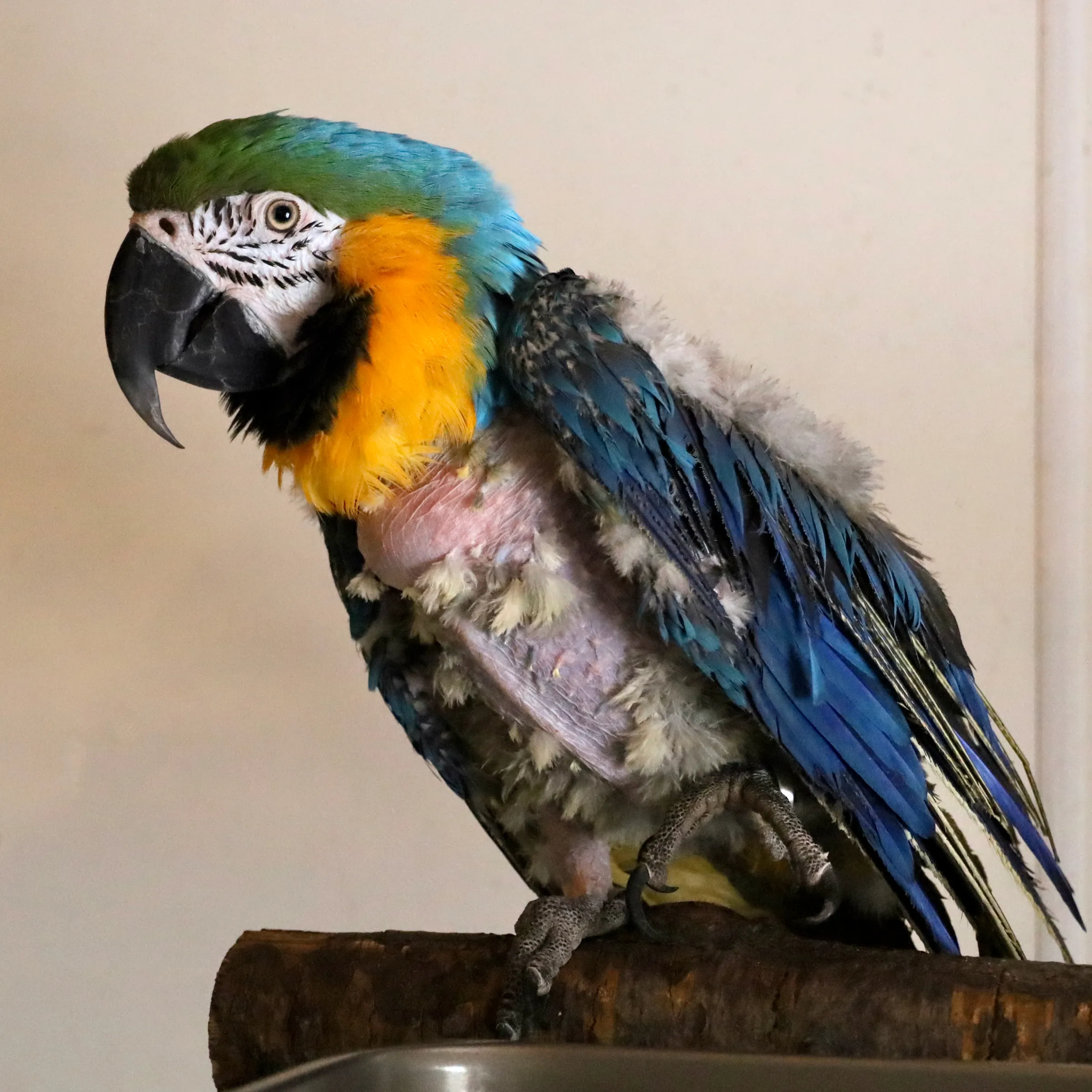 Juliet, a rescued macaw, who lives at the Foster Parrots animal sanctuary in Rhode Island.