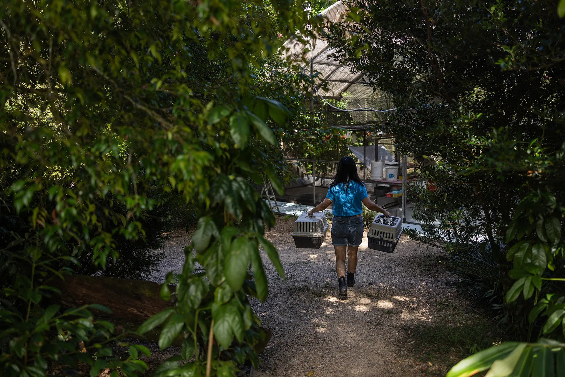 A hospital volunteer carries bats that were recently microchipped into a flight cage for flight practice, where they’ll live before they’re released back into the wild.