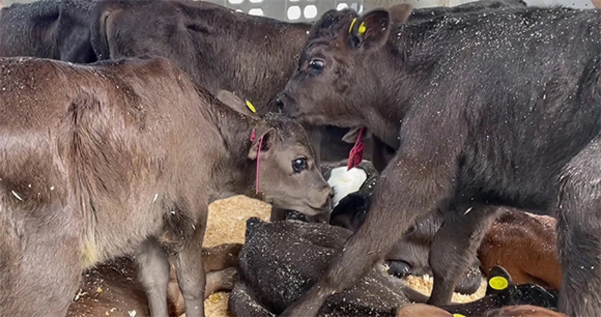 Crowded young calves with yellow ear tags stand shoulder-to-shoulder on straw inside a livestock transport truck, one nuzzling another.
