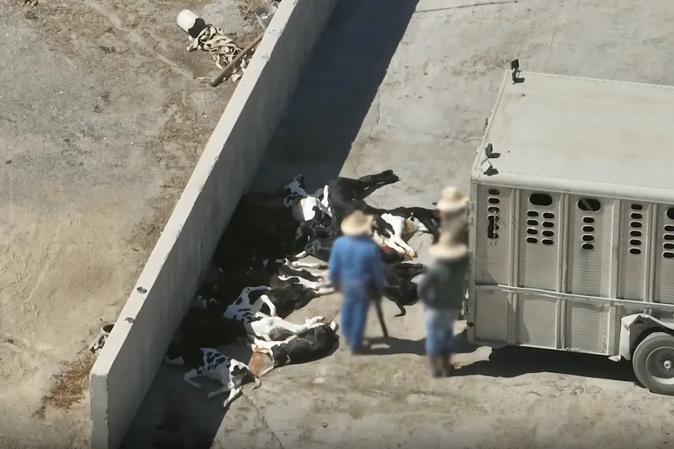 three people stand near a pile of euthanized calves, one is holding a rifle. A trailer is parked with its back right up against the pile