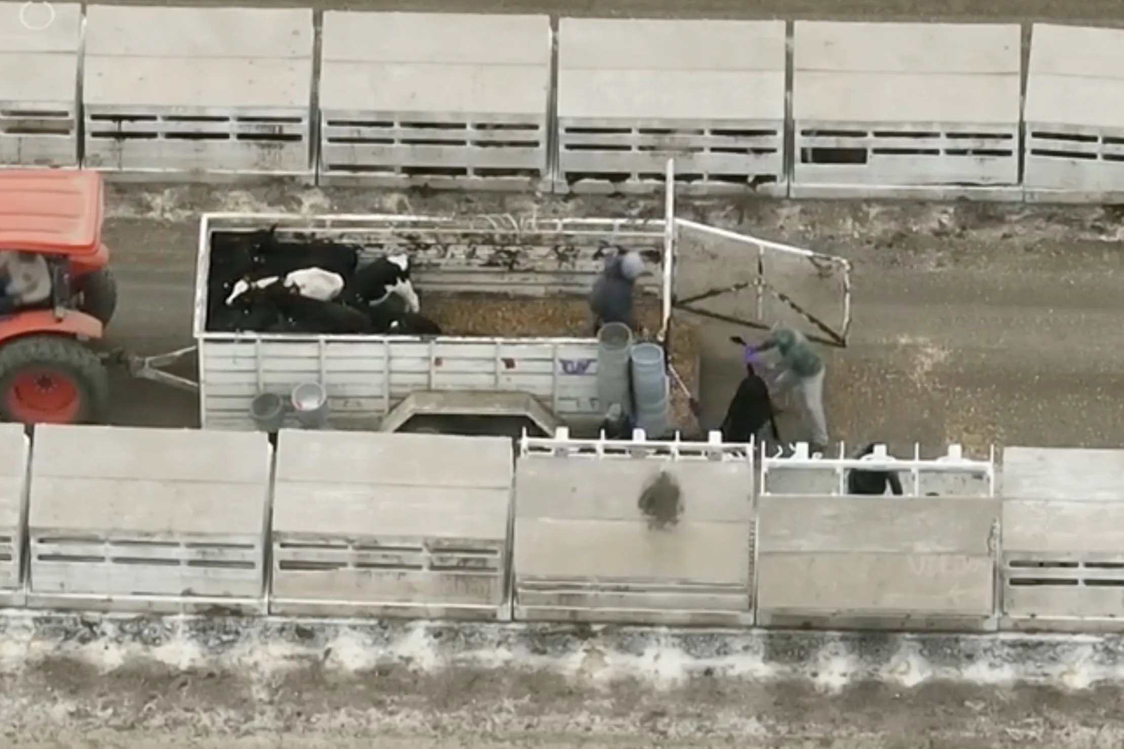 calves being placed into their wooden “apartments.” one is being pulled by its tail to direct it into a stall