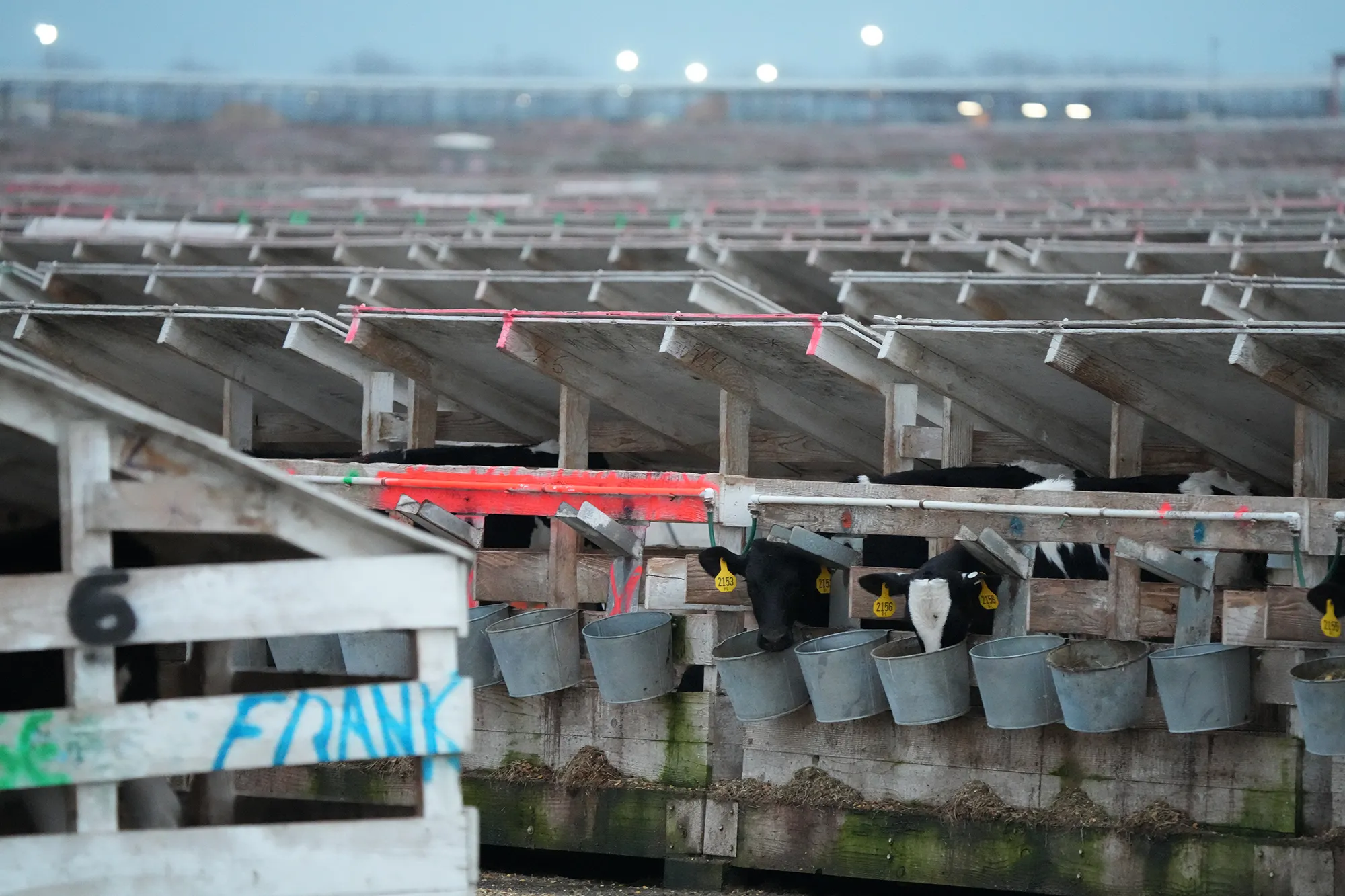 Rows of individual calf stalls stretch into the distance, with black-and-white calves wearing yellow ear tags drinking from metal buckets hung on the front rails.
