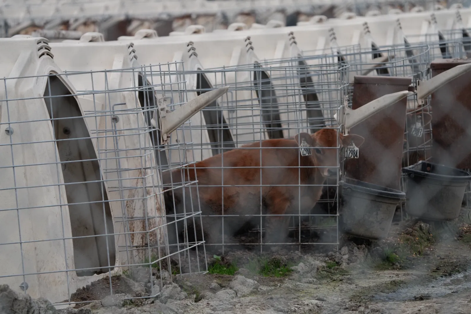 a red-brown calf with numbered tags on each of its ears stares directly at the viewer from a small crate in a long line of identical crates