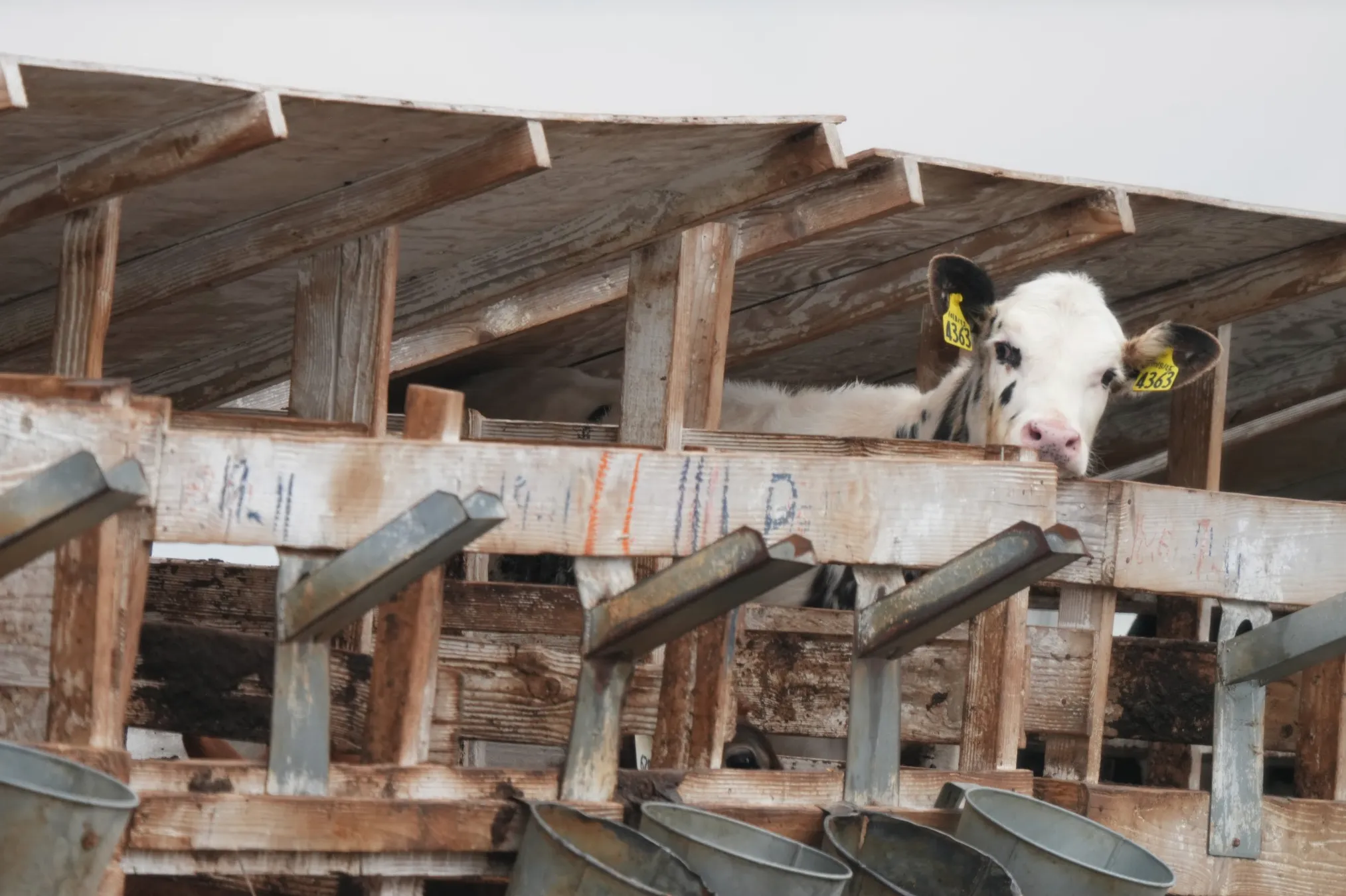a single white cow with black spots and yellow ear tags looks out from a confined wooden enclosure