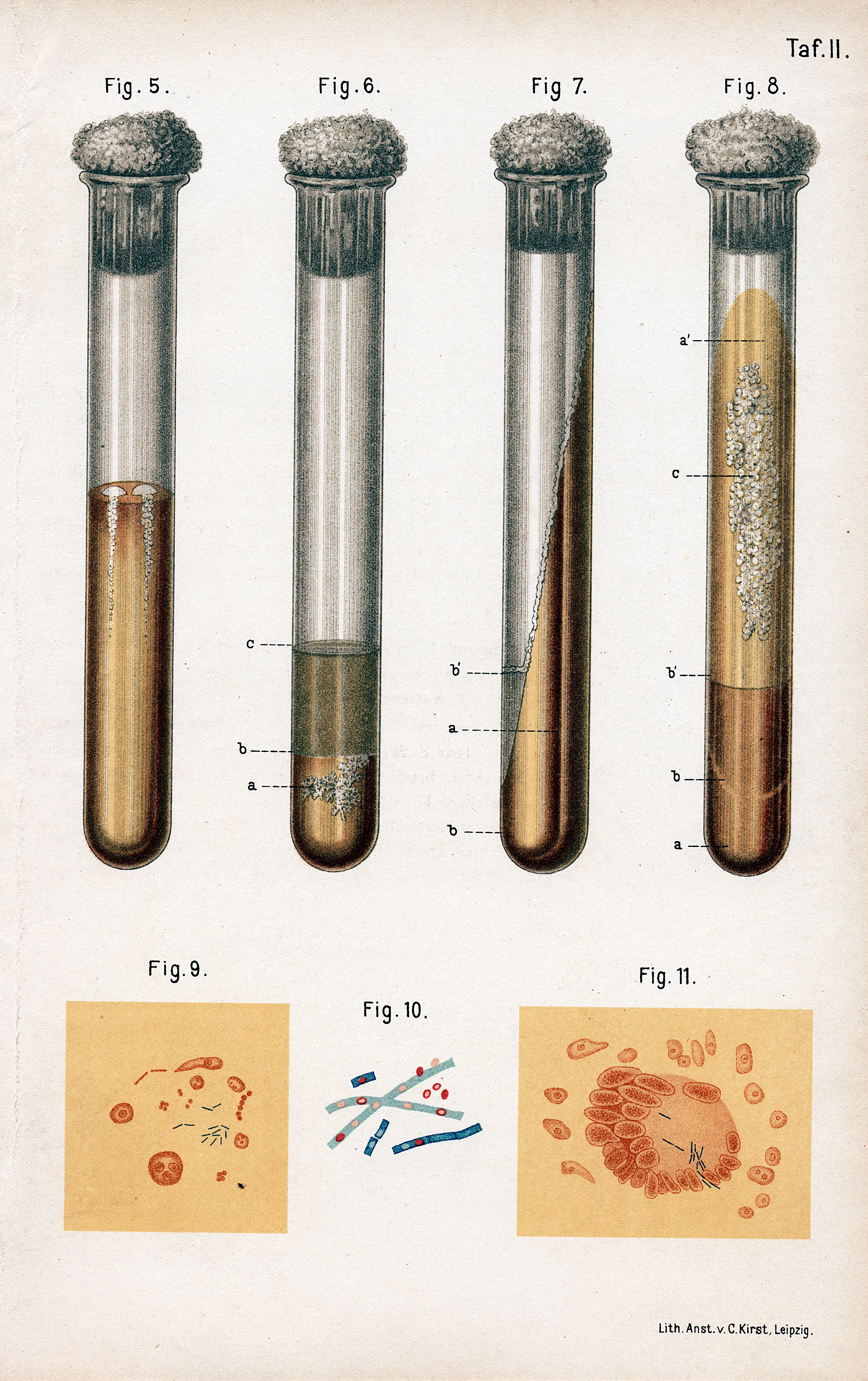 Illustration of various types of bacteries